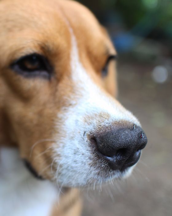 chien parasites moustique