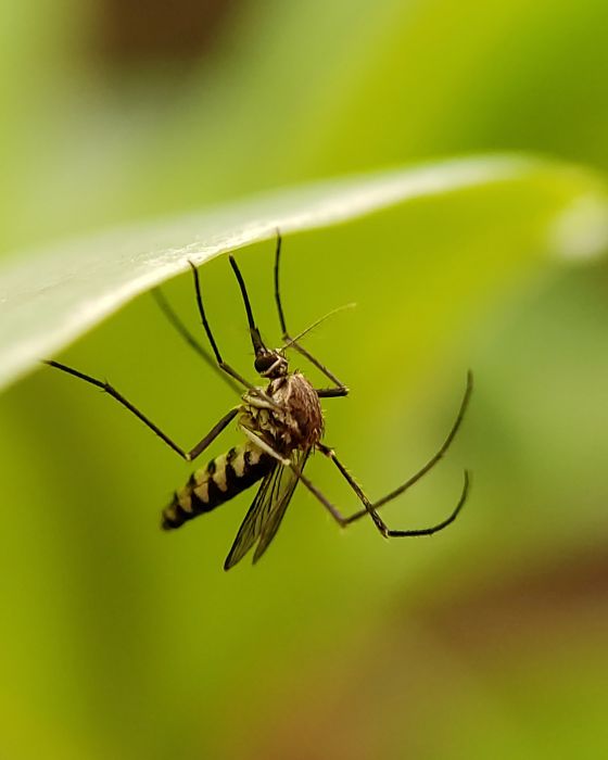 chien parasites moustique