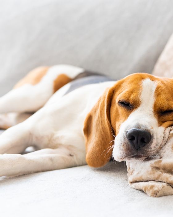 chien parasites moustique