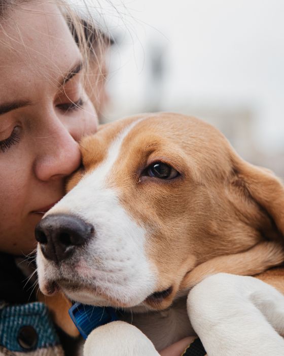 chien parasites moustique