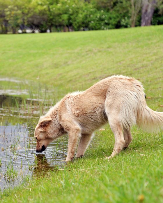chien parasites vers