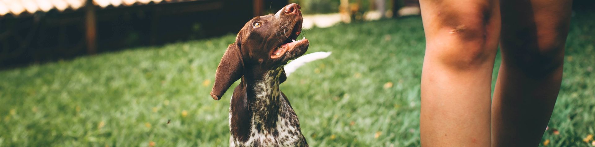 chien parasites vers