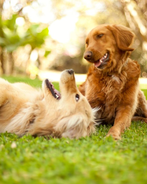 parasites externe aoutat