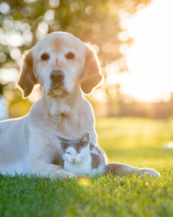 parasites externe aoutat