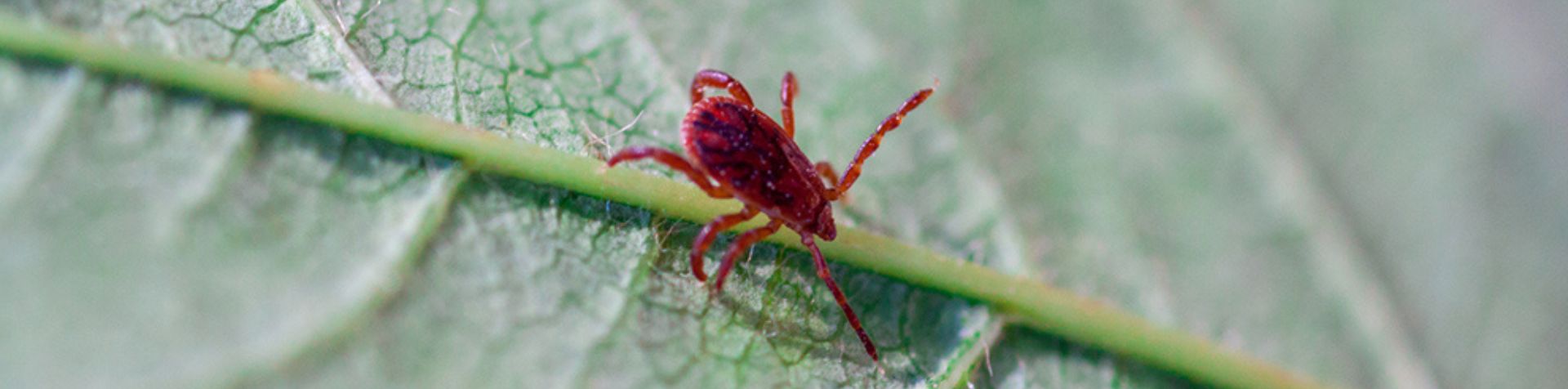 parasites externe aoutat