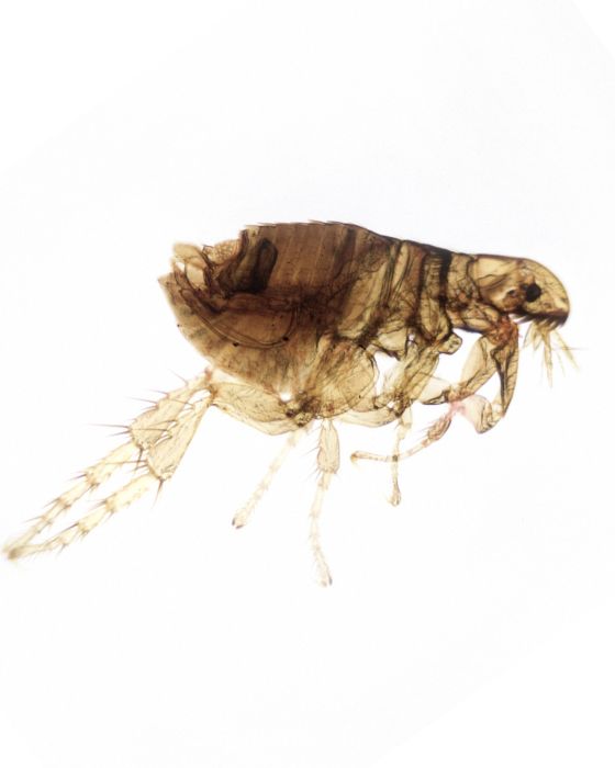 parasites externe puce