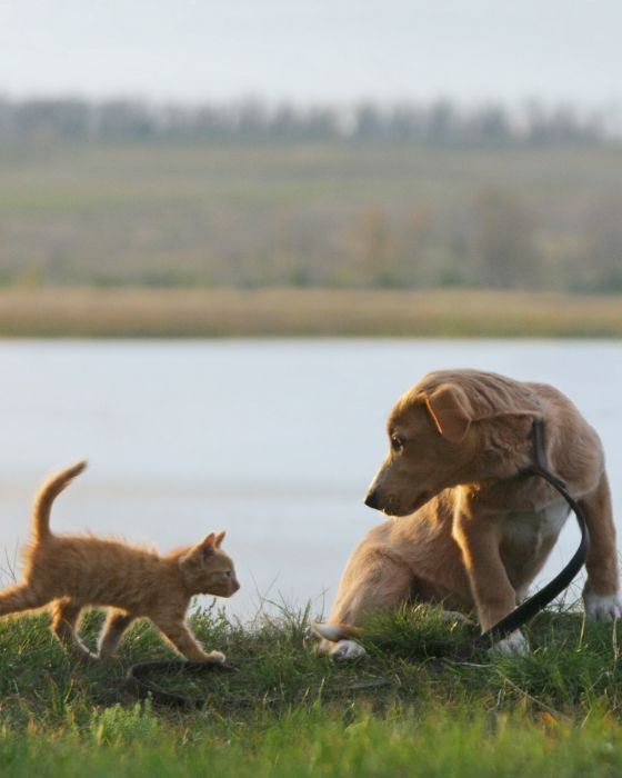 parasites interne hero