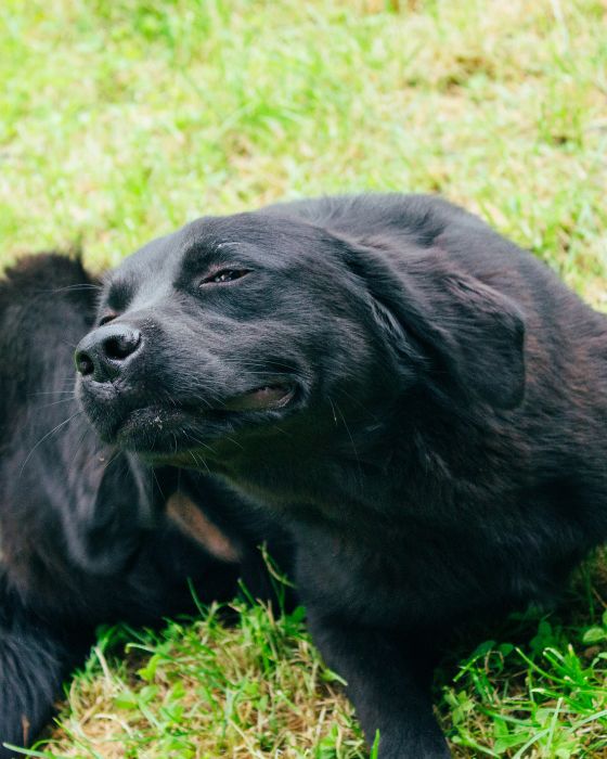 parasites maladies dermatite