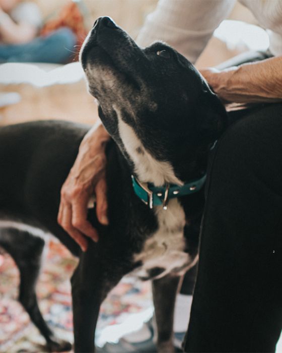 parasites maladies dirofilariose