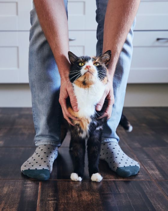 parasites maladies dirofilariose