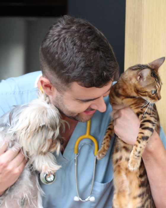 parasites maladies dirofilariose