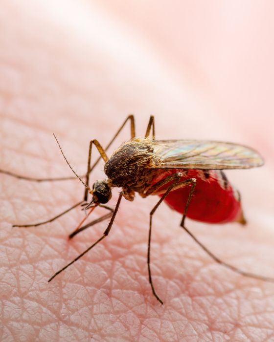 parasites maladies leishmaniose