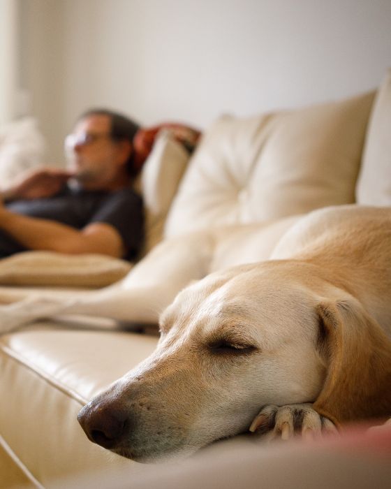 parasites maladies leishmaniose