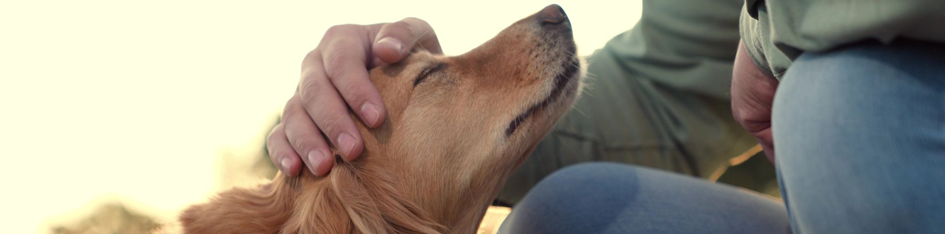 parasites maladies leishmaniose