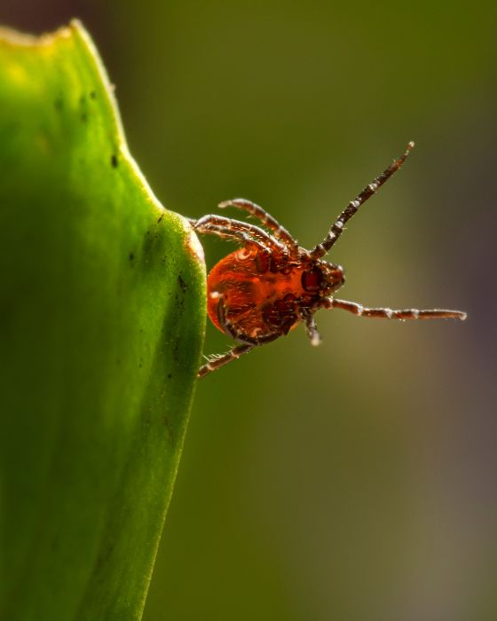 parasites maladies maladie lyme