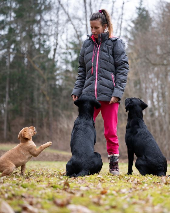 parasites maladies piroplasmose