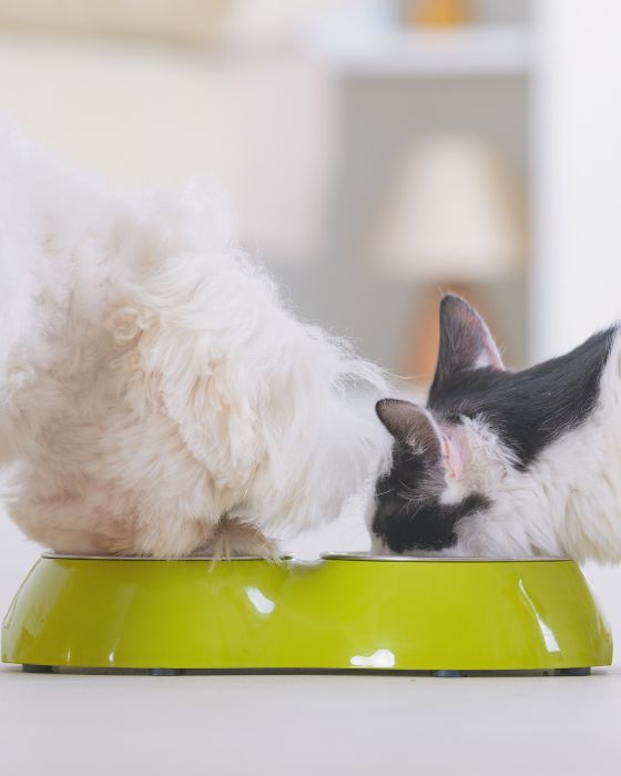 parasites maladies piroplasmose