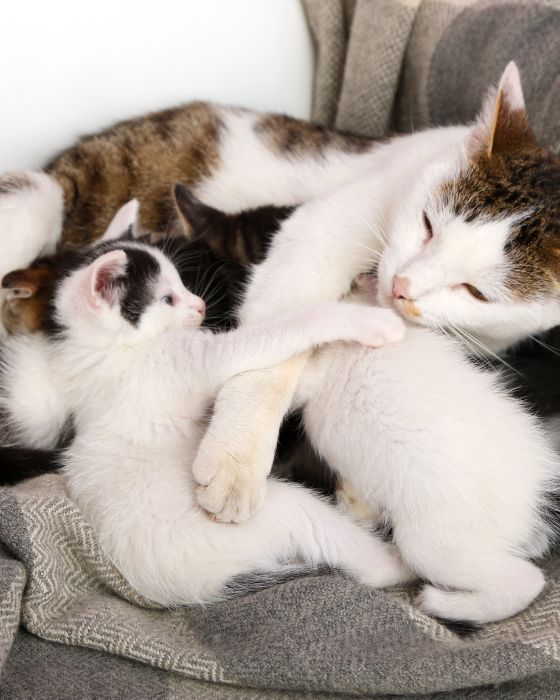 parasite chat chaton - ASCARIS