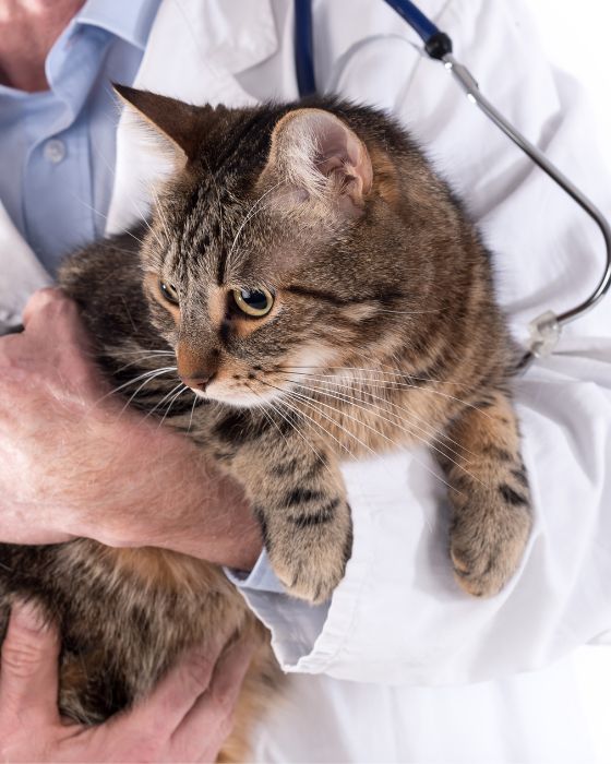 parasite chat chaton - VERS SOLITAIRES