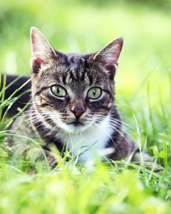 parasite chat chaton - ANKYLOSTOMES