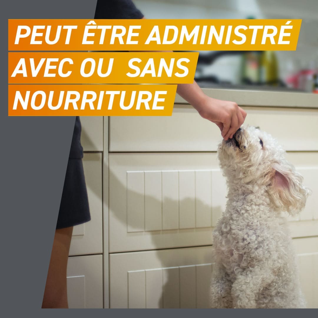 comprimé administré avec ou sans nourriture