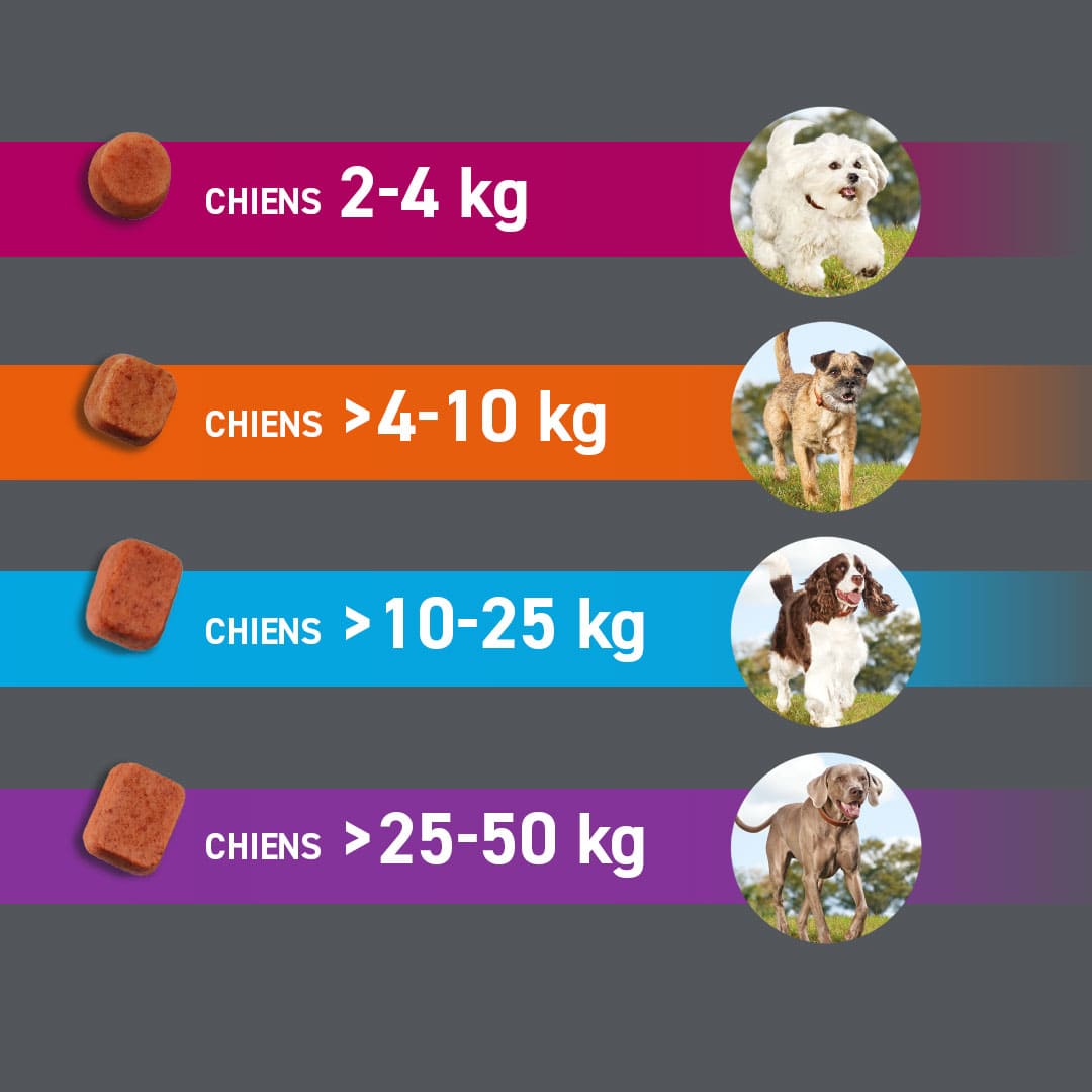 comprimé recommandé en fonction du poids du chien