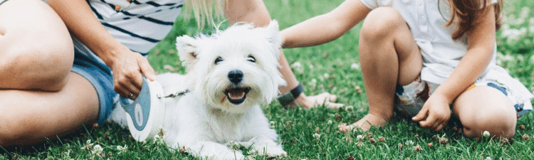 chien allongé sur la pelouse