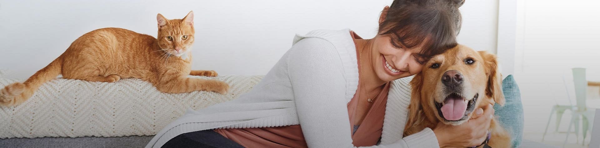 frontline antiparasitaire chien chat