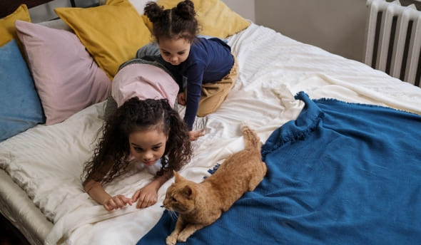 anti puce et tique chat