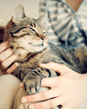 chat en train d'être caliné