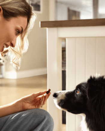 comprimé donné au chien