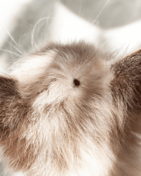 tique sur tête de chat