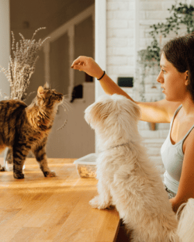 chat et chien sur une table attendant une friandise