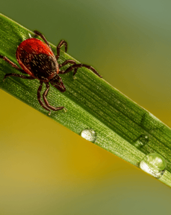 tique sur une feuille