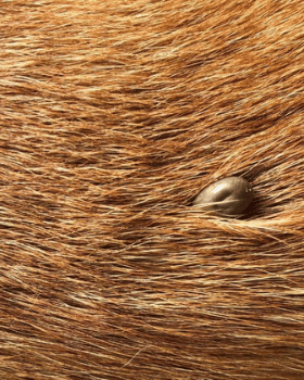 piqure de tique chien photo