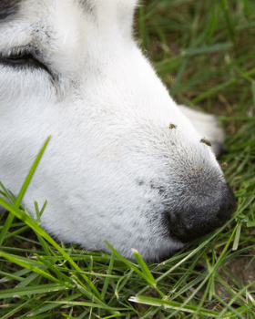 moustiques sur museau du chien