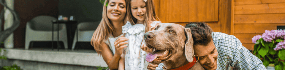 art-059-chien-maladies-parasites-leishmaniose-traitement-chien-hero