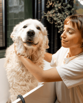 chien dans une baignoire