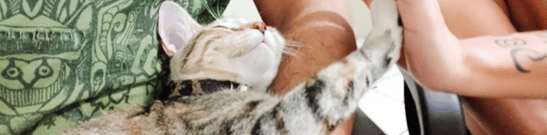 tenia chat - chat allongé