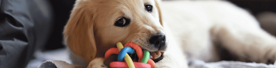 chiot qui mordille un jouet