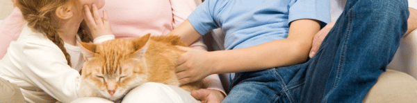 chat endormi sur les genoux