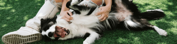 chien maladies piroplasmose