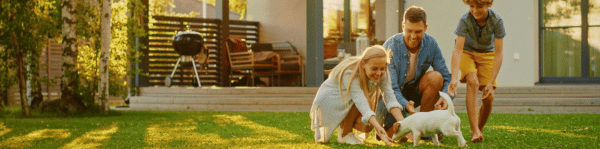 chien parasites moustique