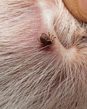 parasites externe tiques