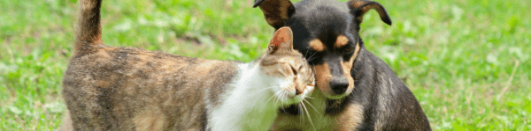 parasites externe tiques