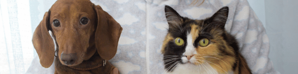 parasites interne hero