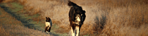 parasites maladies dermatite