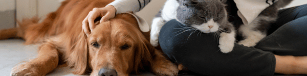 parasites maladies maladie lyme