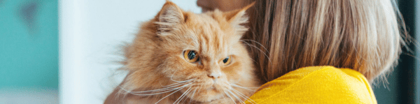 chat maladies parasites maladie lyme