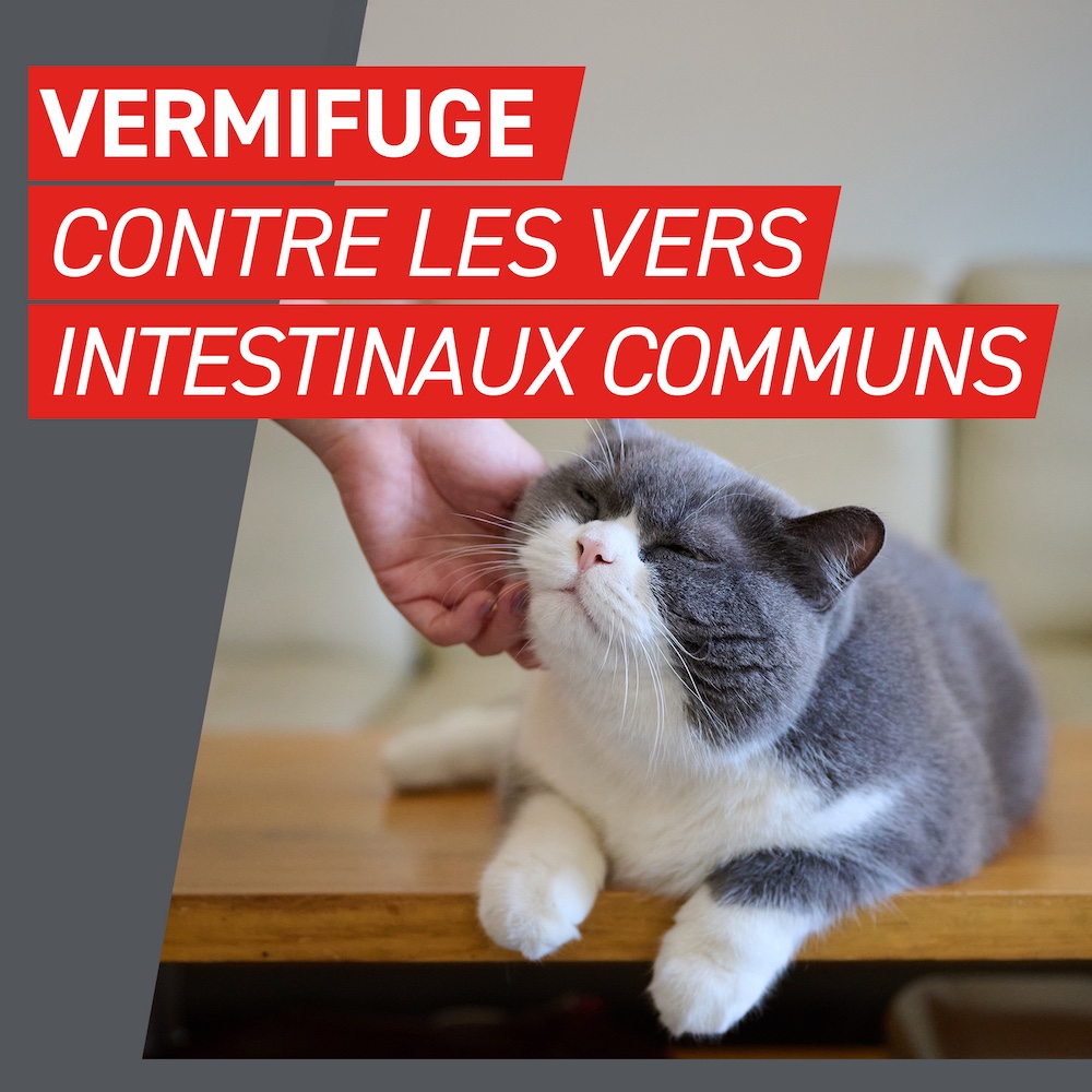Vermifuge contre les vers intestinaux communs